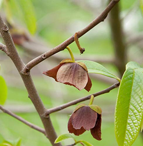 Indianerbanane Prima 1216 80-100cm - Asimina triloba - lebende Gartenpflanze aus den Baumschulen