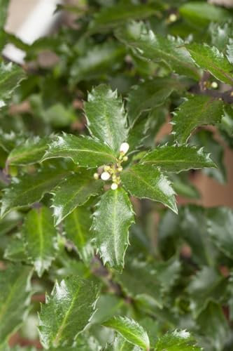 Ilex meserveae 'Golden Girl' 100-125 cm – Winterhart, Immergrün, Pflegeleicht – Stechpalme – Heckenpflanze für Garten & Kübel