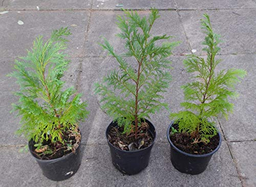 Portal Cool 3 x Cipressi – Ideale per UNA Terrasse