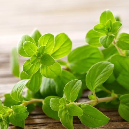 mejorana Semillas de hortalizas y medicinales balcón Orégano mayor vegetales de jardín interior cocina balcón o invernadero invierno, 250semillas