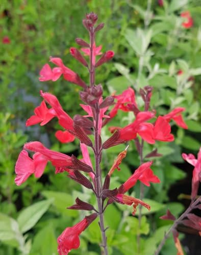 Salvia x jamensis 'Flammenn'® / Sauge arbustive rose/Conteneur de 3 à 4 litres/Vivace