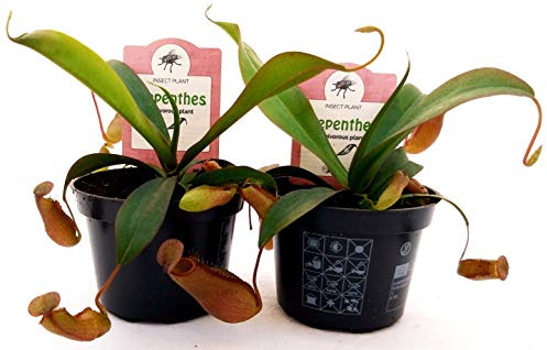 POWERS TO FLOWERS - NEPENTHES ALATA 2 PIANTE, VASO 10CM, piante vere