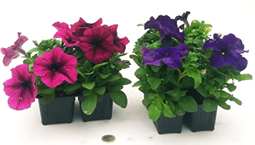POWERS TO FLOWERS - CALIBRACHOA, PETUNIA, POTUNIA, SURFINIA VIOLA e BLU, 8 PIANTE, piante vere