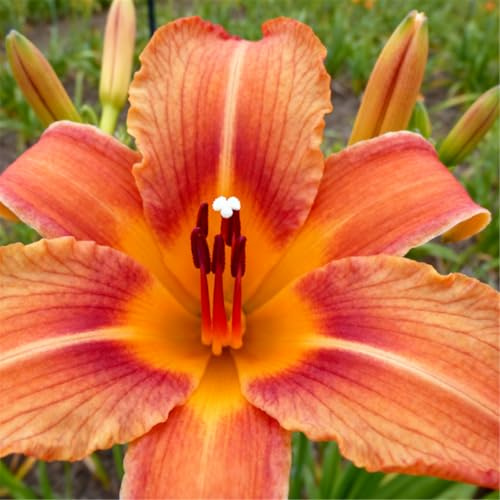 Hemerocallis ornamental/Perenne/Imprescindible para borduras-6 ROOT-J
