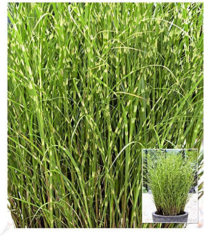 BALDUR Garten Chinaschilf Zebragras, 1 Pflanze, Miscanthus zebrinus strictus Chinagras, aufälliges Ziergras, winterharte Staude, mehrjährig, Schnittblume