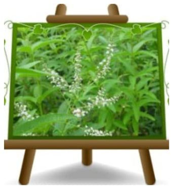 EURO PLANTS VIVAI Erba Cedrina Erba Luigia Verbena Odorosa Aloysia Citrodora - Pianta Aromatica su Vaso da 14