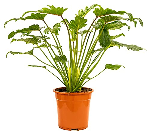Bonplants Philodendron Xanadu, Filodendro Pianta Vera da Arredamento, Vaso 21 cm Altezza 60 cm