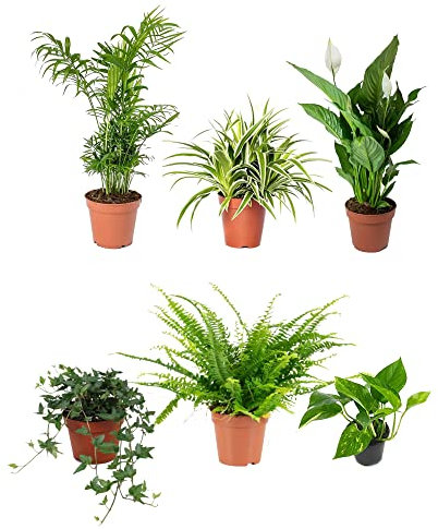 DECOALIVE | Palmera de Salón, Chlorophytum, Spathiphyllum, Hiedra, Helecho y Potho | Plantas Que Necesitan Poca Luz
