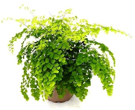 Adiantum Natural Planta Ideal para Regalar a tus Seres Queridos