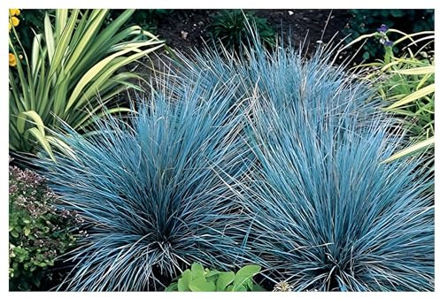 10 x Festuca glauca/cinerea 'Azurit' im 1 Liter (Ziergras/Gräser/Winterhart/Bodendecker/Mehrjährig/Immergrün) Blauschwingel - Blaues Ziergras für strukturierte Gartenkunst - von Stauden Gänge