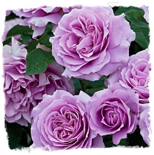 Angel Face Rose 1.5 Gallon Potted, Reblooming Fragrant Lavender Flowers, Live Plant, Stargazer Perennials