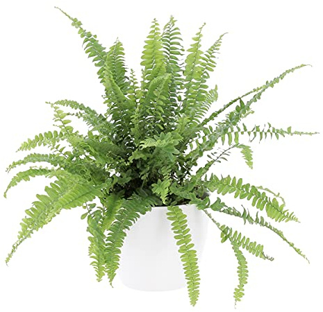 KENTIS - Nephrolepis Exaltata Green Lady - Felce Pianta Purifica Aria da Interno - H 20-30 cm Vaso Ø 12 cm