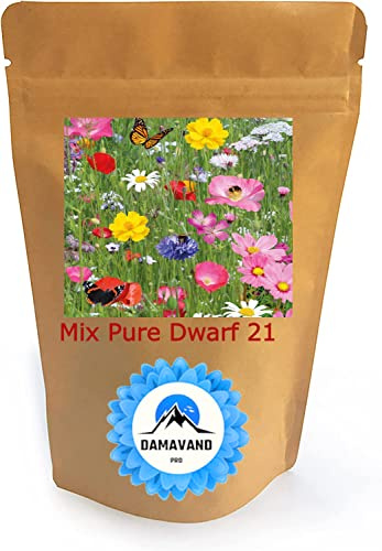 Wild Flower Dwarf Wildflower & Cornflower Seed Mix More Than 20 Colorful Flowers with NO Grass Seed NO FILLERS (20 to 60cm) Very Pure Native UK (500 g)