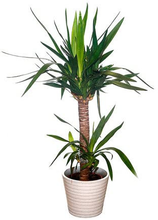 Yucca 2 Troncos - DECOALIVE - Planta de Interior - Planta Natural