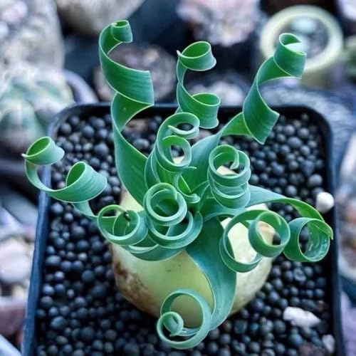Semi di Albuca Spiralis,decorazione di edera,coltivazione di semi giardino to,decorazione del davanzale perenni 80pcs