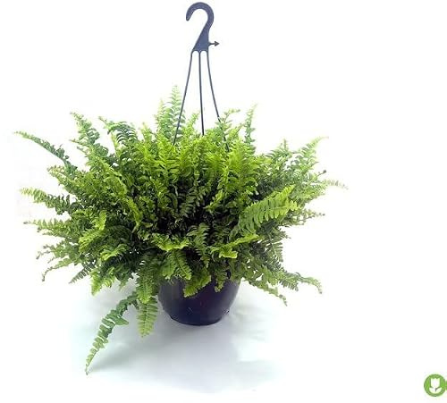 HELECHO BOSTON M15 PLANTA NATURAL PERFECTA PARA EL EXTERIOR