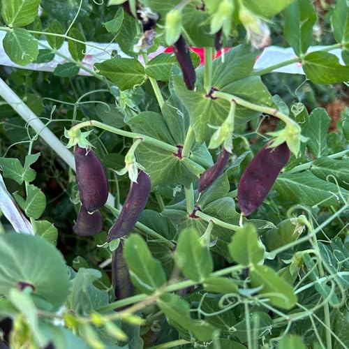guisantes semillas de guisantes, raras semillas de guisantes orgánicos camas elevadas para jardín trepadoras resistentes 200pcs