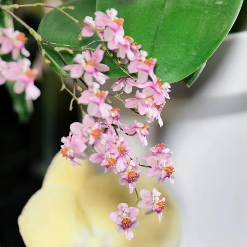 Semi di orchidea Oncidium, semi di Oncidium hybridum, vecchie varietà serre da balcone rare semi esotici regali sostenibili decorazione floreale 200pcs