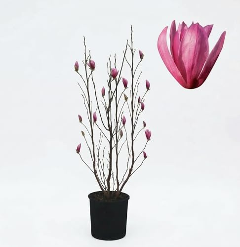 Magnolia Susan Pianta Ornamentale in Vaso | Magnolia a Fiori Rosa Porpora | Pianta da Giardino e Balcone a Fioritura Primaverile | Albero Ornamentale Decorativo
