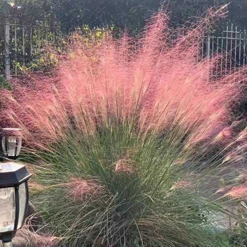 ziergräser - muhlenbergia capillaris - ziergras winterhart balkonpflanze outdoor ziergräser topfpflanzen hochbeet für sonnige plätze winterharte ziergräser für kübel immergrüne 200zwiebeln