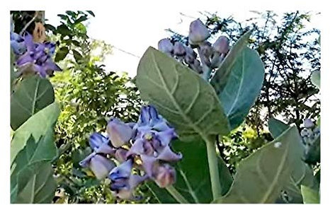 Pcs - 10x Calotropis Gigantea Fleur Arbuste Plantes - Graines ID180 - Seeds & Plants Shop by Ipsa