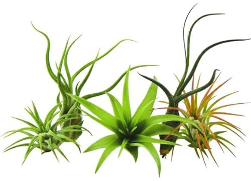 Plantas del Aire | Pack 5 Unidades | DECOALIVE | Tillandsias de Diferentes Especies para Decorar el Hogar