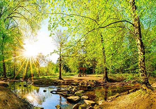 wandmotiv24 Photo murale Forêt en été avec ruisseau et soleil S 200 x 140cm - 4 pièces photo, papier peint non tissé Arbres, eau, pierres M5751