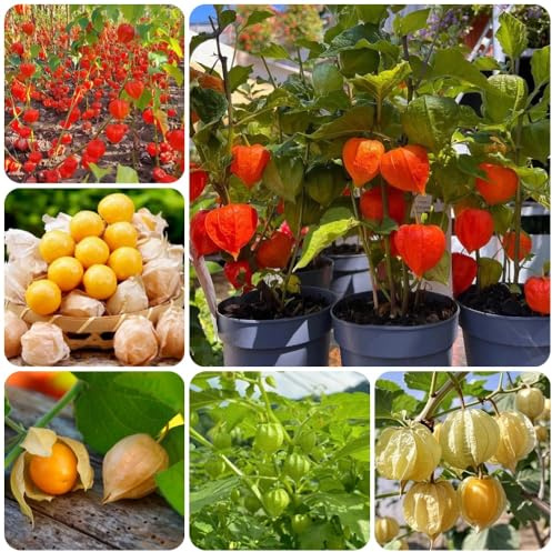 Semi di Physalis, fresca resistenti per il giardino regali sostenibili semi di da giardino roccioso resistenti da frutto nani 125pcs