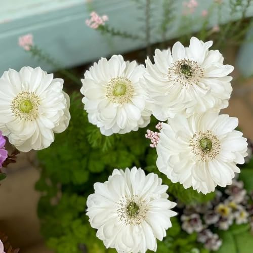 semi di anemone, ombra, balcone resistenti, rampicanti resistenti Decorazione da giardino per esterno, 70pcs