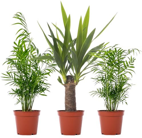 Conjunto tropical de 3 piezas: Dypsis, Chamaedorea, Yucca | Plantas de interior fáciles de cuidar para decoración del hogar y purificación del aire, altura de 20-45cm.