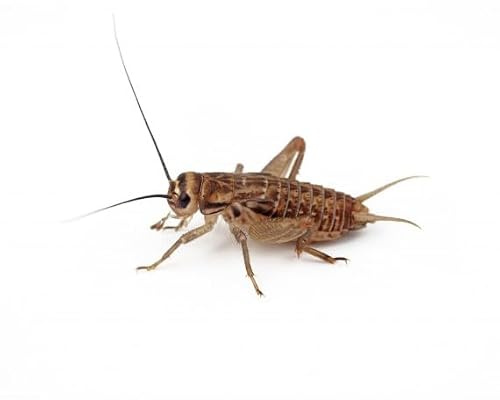 Grillos Vivos Acheta domestica Tamaño– Alimento Vivo Nutritivo para Reptiles y Mamíferos Pequeños – Grillos Vivos para Alimentar Animales de Terrario - 70% Proteína (200-350, Gri-S-Mediana)