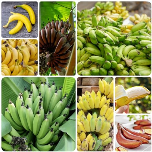 bananenbaum bananensamen anzucht grünpflanzen zimmerpflanzen bananen nachhaltige geschenke obstbaum steingartenpflanzen zimmerpflanzen für sonnige plätze exotische winterfeste balkon 60samen