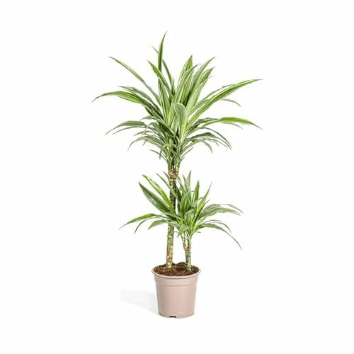 Dracaena Deremensis White Stripe – Drachenbaum – Ø19cm – 70-90cm – Elegante Zimmerpflanze mit weißen Blattstreifen – Pflegeleicht & luftreinigend