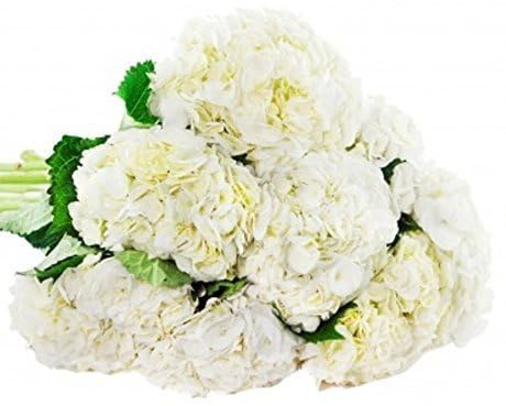 KaBloom White Hydrangea Bouquet - 6 Stem Beauty Gift for Valentine's Day, Mother's Day, Sympathy, Anniversary, Get Well, Thank You, Congratulations, Wedding