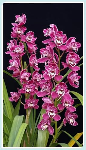 Bulbos de Orquídea Cymbidium -Porte Grácil y Armónico-Elegantes y Duraderas- Ideal para Interior y Exterior-5 Bulbos-A