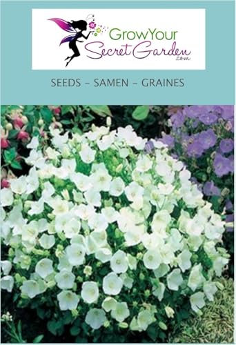 Campanule carpatica blanc - Campanule des Carpates 200 Graines - vivace