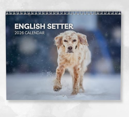 Engelsk setter kalender 2026: Månatlig väggkalender med anteckningar, hängande A4-storlek, inkluderar viktiga datum och helgdagar