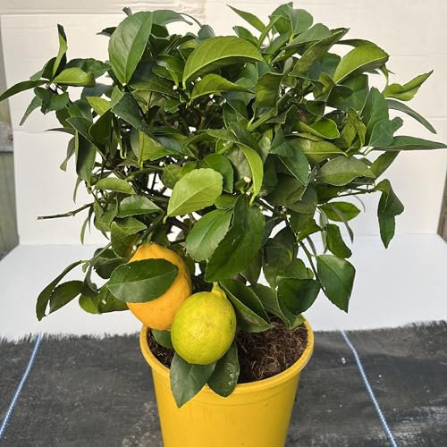 Cross Common Nursery Citrus Lemon 'Meyer'