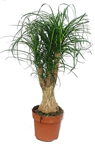 Exotenherz - Elefantenfuss - verzweigt - Zimmerpflanze - ca. 60cm