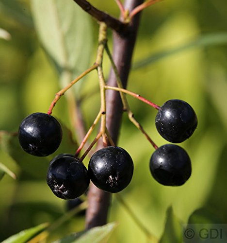 Apfelbeere Nero 60-80cm - Aronia melanocarpa - lebende Gartenpflanze aus den Baumschulen