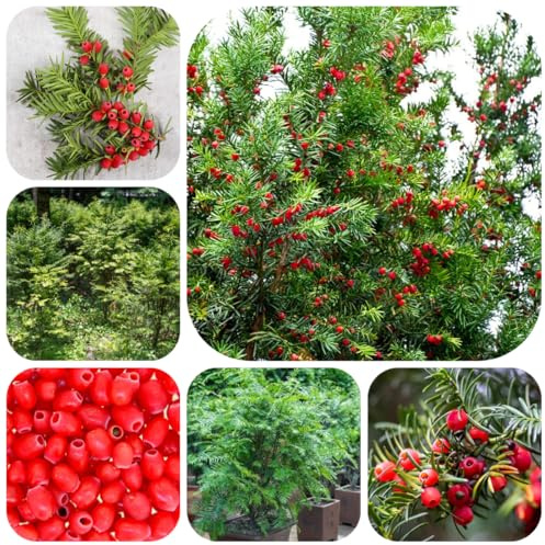 Semi di Taxus baccata da balcone, ornamentale resistente biologici vecchie varietà da balcone, sempreverdi resistenti veri 130pcs