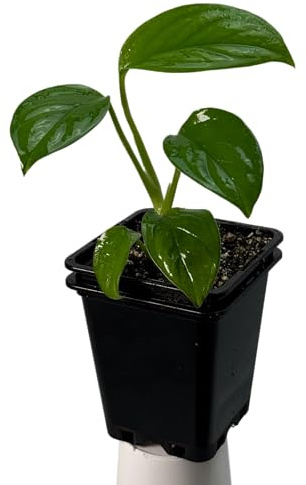 Monstera obliqua cf pangui – seltene Zimmerpflanze, exotische Kletterpflanze für Moosstab und Rankstab, Indoor Jungle Sammlerpflanze für Wohnräume