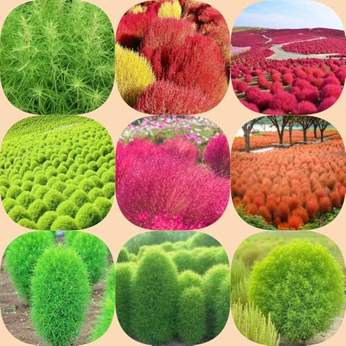 Semi di Kochia scoparia - semi di cipresso estivo vecchie varietà per giardinieri esotico resistenti selvatiche ornamentale, 500pcs