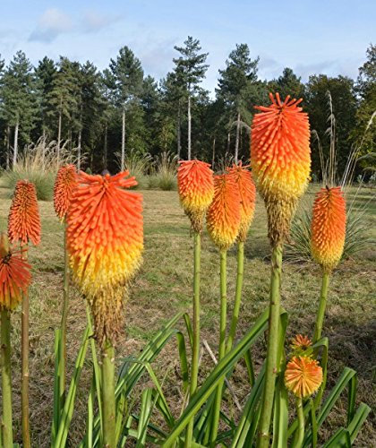 Giglio Torcia Gigante Mix - 30 Seme