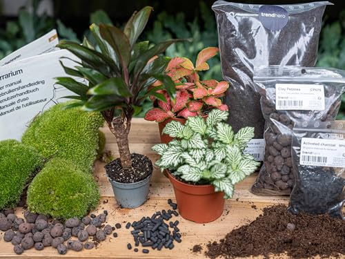 urbanjngl - Palm Terrarium Start- und Nachfüllpaket – 3 Terrarienpflanzen für DIY – Ideal für Anfänger – Perfekte Ergänzung für Ihr Zuhause – Pflegeleicht und dekorativ