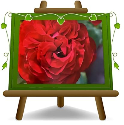 Rose Nobles Grand Fleurs 10-12 CM – Hybride De Thea Störtebeker - Vase 19x19 CM 6 L - 3 Années