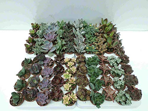 PCMOVILES 15 CACTUS SUCULENTAS SIN PINCHAS NATURALES DIFERENTES EN MACETA DE 5CM