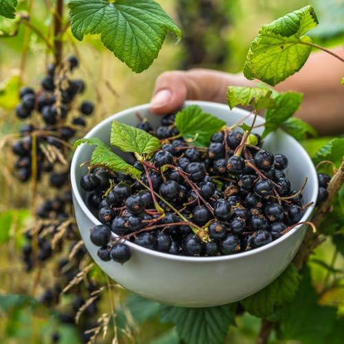 Semillas de grosella espinosa, de balcón resistentes semillas de grosella, frutales de balcón de frutas 150pcs