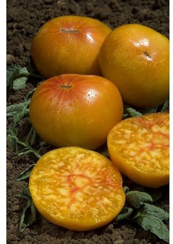 Sachet de graines de Tomate Ananas Pineapple - 0,20g - Les Graines Bocquet