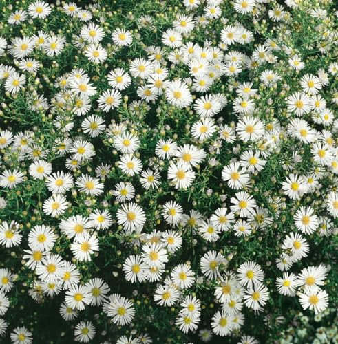Aster ericoides 'Herbstmyrthe' 9x9 cm Topf – Winterhart, Mehrjährig, Pflegeleicht – Heideaster – Staude für Beet & Rabatte